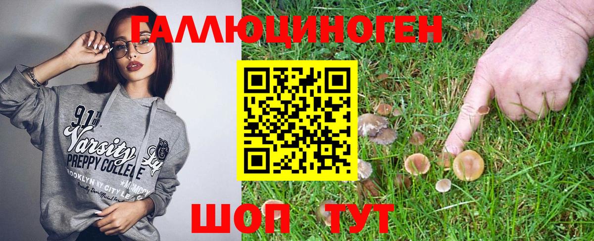 Галлюциногенные грибы Psilocybine cubensis Калининград